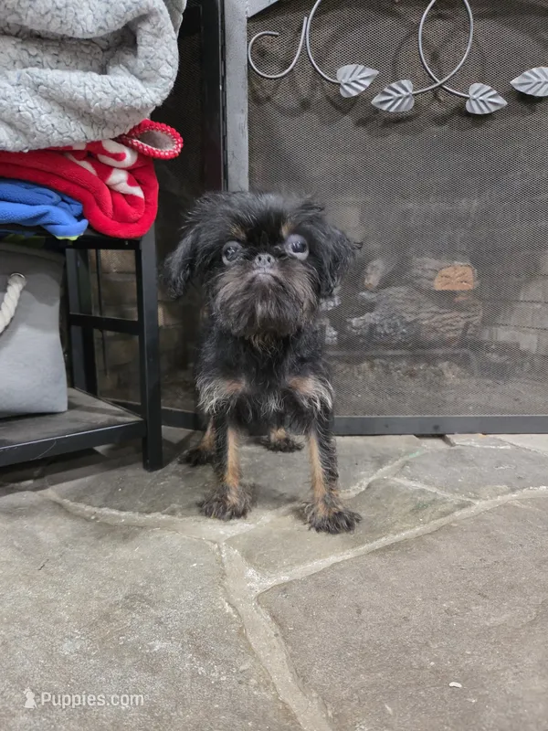 Peaky Boo – Brussels Griffon puppy for sale in Jacksonville, FL