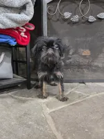 Peaky Boo, a female Brussels Griffon for sale in Jacksonville, FL – 1 of 5