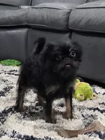 Peaky Boo, a female Brussels Griffon for sale in Jacksonville, FL – 4 of 5