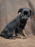 Finn, a male Brussels Griffon for sale in Jacksonville, FL – 3 of 5