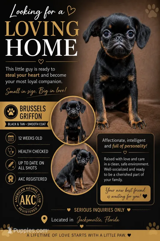 Finn – Brussels Griffon puppy for sale in Jacksonville, FL