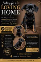 Finn, a male Brussels Griffon for sale in Jacksonville, FL – 1 of 5