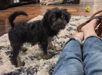 Peaky Boo, a female Brussels Griffon for sale in Jacksonville, FL – 5 of 5