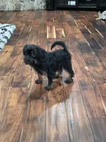 Peaky Boo, a female Brussels Griffon for sale in Jacksonville, FL – 3 of 5