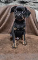 Finn, a male Brussels Griffon for sale in Jacksonville, FL – 5 of 5