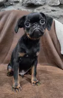 Finn, a male Brussels Griffon for sale in Jacksonville, FL – 2 of 5