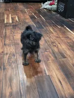 Peaky Boo, a female Brussels Griffon for sale in Jacksonville, FL – 2 of 5