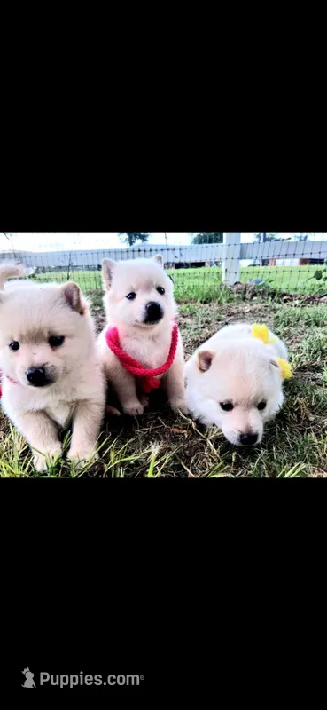 Boy 1 – Schipperke puppy for sale in Groesbeck, TX