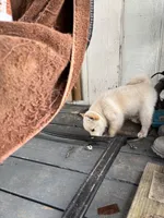 Boy 1, a male Schipperke for sale in Groesbeck, TX – 1 of 2