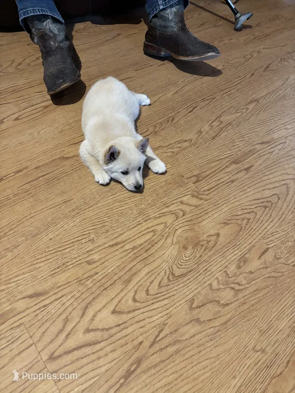 Boy 2 – Schipperke puppy for sale in Groesbeck, TX