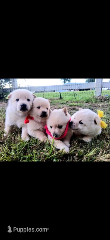 Girl 1 – Schipperke puppy for sale in Groesbeck, TX