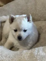 Girl, a female Schipperke for sale in Groesbeck, TX – 1 of 1