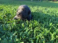 silver female 1, a female Labrador Retriever for sale in Clear Spring, MD – Photo 5 of 6