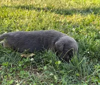 silver female 1, a female Labrador Retriever for sale in Clear Spring, MD – Photo 2 of 6