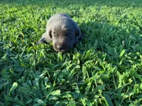 silver female 1, a female Labrador Retriever for sale in Clear Spring, MD – Photo 6 of 6