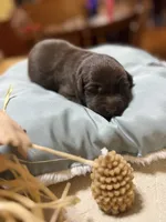 chocolate female, a female Labrador Retriever for sale in Clear Spring, MD – 2 of 4