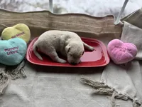 Yellow male 1, a male Labrador Retriever for sale in Clear Spring, MD – Photo 2 of 4