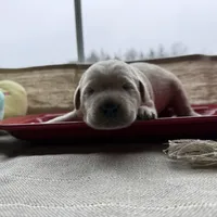 Yellow male 1, a male Labrador Retriever for sale in Clear Spring, MD – Photo 1 of 4