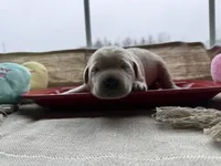 Yellow male 1, a male Labrador Retriever for sale in Clear Spring, MD – Photo 1 of 4