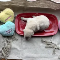 Yellow male 1, a male Labrador Retriever for sale in Clear Spring, MD – Photo 3 of 4