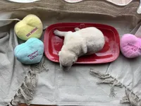 Yellow male 1, a male Labrador Retriever for sale in Clear Spring, MD – Photo 3 of 4