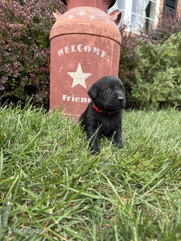 Black male 1 – Labrador Retriever puppy for sale in Clear Spring, MD