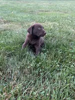 Chocolate male, a male Labrador Retriever for sale in Clear Spring, MD – 5 of 9