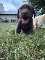 Chocolate male, a male Labrador Retriever for sale in Clear Spring, MD – 6 of 9