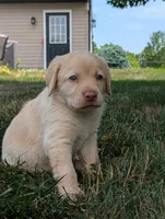 Yellow female, a female Labrador Retriever for sale in Clear Spring, MD – 2 of 6