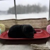 Black female 1, a female Labrador Retriever for sale in Clear Spring, MD – Photo 1 of 5