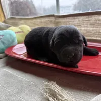 Black female 1, a female Labrador Retriever for sale in Clear Spring, MD – Photo 3 of 5