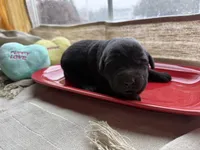 Black female 1, a female Labrador Retriever for sale in Clear Spring, MD – Photo 3 of 5