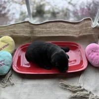 Black female 1, a female Labrador Retriever for sale in Clear Spring, MD – Photo 4 of 5