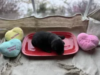 Black female 1, a female Labrador Retriever for sale in Clear Spring, MD – Photo 4 of 5