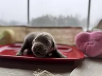 Silver female, a female Labrador Retriever for sale in Clear Spring, MD – Photo 2 of 4