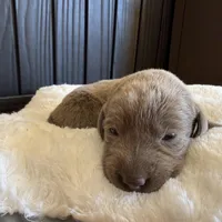 Silver female, a female Labrador Retriever for sale in Clear Spring, MD – Photo 3 of 6