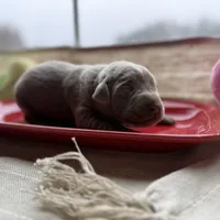 Silver female, a female Labrador Retriever for sale in Clear Spring, MD – Photo 5 of 6