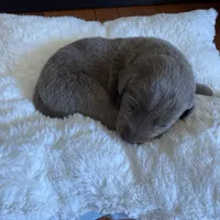 Silver female, a female Labrador Retriever for sale in Clear Spring, MD – Photo 2 of 6