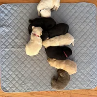 Silver female, a female Labrador Retriever for sale in Clear Spring, MD – Photo 4 of 6