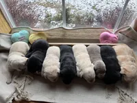 Silver female, a female Labrador Retriever for sale in Clear Spring, MD – Photo 4 of 4