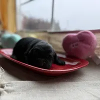 Black female 2, a female Labrador Retriever for sale in Clear Spring, MD – Photo 1 of 5