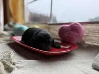 Black female 2, a female Labrador Retriever for sale in Clear Spring, MD – Photo 1 of 5