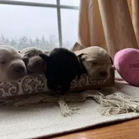 Black female 2, a female Labrador Retriever for sale in Clear Spring, MD – Photo 4 of 5