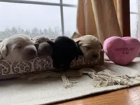 Black female 2, a female Labrador Retriever for sale in Clear Spring, MD – Photo 4 of 5