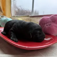 Black female 2, a female Labrador Retriever for sale in Clear Spring, MD – Photo 2 of 5