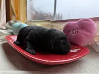 Black female 2, a female Labrador Retriever for sale in Clear Spring, MD – Photo 2 of 5