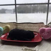 Black female 2, a female Labrador Retriever for sale in Clear Spring, MD – Photo 3 of 5