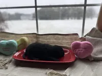 Black female 2, a female Labrador Retriever for sale in Clear Spring, MD – Photo 3 of 5