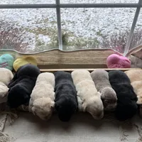 Black female 2, a female Labrador Retriever for sale in Clear Spring, MD – Photo 5 of 5