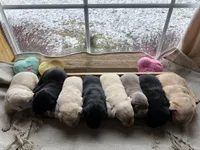 Black female 2, a female Labrador Retriever for sale in Clear Spring, MD – Photo 5 of 5